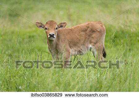 "Heck cattle, backbreed, Breeding back, Aurochs (Bos primigenius), calf, captive, Bavaria, Germany, Europe" View Large Photo Image Stock Photo - "Heck cattle, backbreed, Breeding back, Aurochs (Bos primigenius), calf, captive, Bavaria, Germany, Europe". Fotosearch