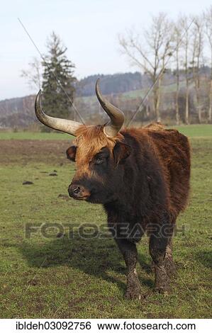 "Heck cattle, breed back, Aurochs (Bos primigenius), Allgau, Bavaria, Germany, Europe" View Large Photo Image Stock Photograph - "Heck cattle, breed back, Aurochs (Bos primigenius), Allgau, Bavaria, Germany, Europe". Fotosearch