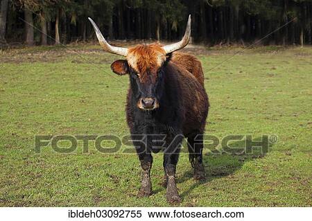 "Heck cattle, breed back, Aurochs (Bos primigenius), Allgau, Bavaria, Germany, Europe" View Large Photo Image Stock Photography - "Heck cattle, breed back, Aurochs (Bos primigenius), Allgau, Bavaria, Germany, Europe". Fotosearch