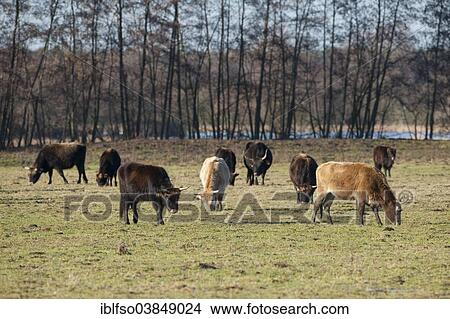 "Heck cattle, breed back of extinct aurochs (Bos primigenius), herd, Volkswagen grazing project at NSG Ilkerbruch near Wolfsburg, Lower Saxony, Germany, Europe" View Large Photo Image Picture - "Heck cattle, breed back of extinct aurochs (Bos primigenius), herd, Volkswagen grazing project at NSG Ilkerbruch near Wolfsburg, Lower Saxony, Germany, Europe". Fotosearch