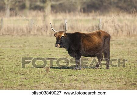 "Heck cattle, breed back of extinct aurochs (Bos primigenius), herd, Volkswagen grazing project at NSG Ilkerbruch near Wolfsburg, Lower Saxony, Germany, Europe" View Large Photo Image Stock Photo - "Heck cattle, breed back of extinct aurochs (Bos primigenius), herd, Volkswagen grazing project at NSG Ilkerbruch near Wolfsburg, Lower Saxony, Germany, Europe". Fotosearch