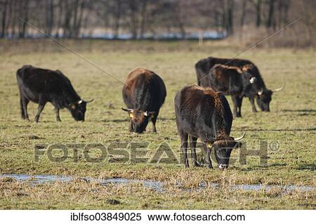 "Heck cattle, breed back of extinct aurochs (Bos primigenius), herd, Volkswagen grazing project at NSG Ilkerbruch near Wolfsburg, Lower Saxony, Germany, Europe" View Large Photo Image Stock Photography - "Heck cattle, breed back of extinct aurochs (Bos primigenius), herd, Volkswagen grazing project at NSG Ilkerbruch near Wolfsburg, Lower Saxony, Germany, Europe". Fotosearch