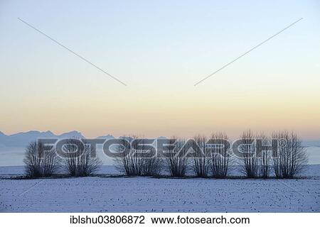 "Hedge in an agricultural area, snow-covered landscape, Horben, Canton Aargau, Switzerland, Europe" View Large Photo Image Stock Image - "Hedge in an agricultural area, snow-covered landscape, Horben, Canton Aargau, Switzerland, Europe". Fotosearch