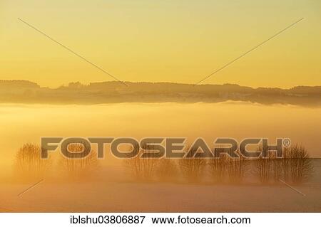 "Hedge in an agricultural area, shrouded in fog at sunset, Horben, Canton Aargau, Switzerland, Europe" View Large Photo Image Stock Photo - "Hedge in an agricultural area, shrouded in fog at sunset, Horben, Canton Aargau, Switzerland, Europe". Fotosearch
