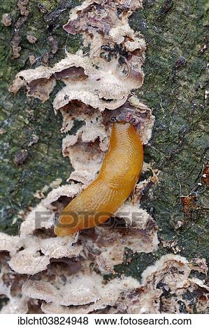 "Hedgehog Arion or Hedgehog Slug (Arion intermedius) feeding on fungus, North Rhine-Westphalia, Germany, Europe" View Large Photo Image Stock Photo - "Hedgehog Arion or Hedgehog Slug (Arion intermedius) feeding on fungus, North Rhine-Westphalia, Germany, Europe". Fotosearch