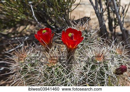 "Hedgehog Cactus (Echinocereus) in bloom, Canyonlands National Park, Moab, Utah, United States, North America" View Large Photo Image Stock Image - "Hedgehog Cactus (Echinocereus) in bloom, Canyonlands National Park, Moab, Utah, United States, North America". Fotosearch