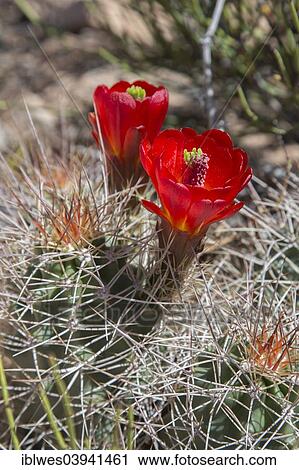 "Hedgehog Cactus (Echinocereus) in bloom, Canyonlands National Park, Moab, Utah, United States, North America" View Large Photo Image Stock Image - "Hedgehog Cactus (Echinocereus) in bloom, Canyonlands National Park, Moab, Utah, United States, North America". Fotosearch