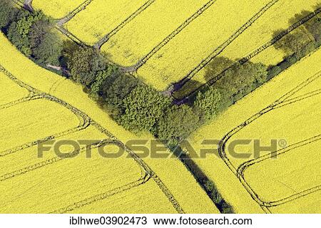 Stock Image - "Hedgerow landscape with fields of rape, aerial view, Schleswig-Holstein, Germany, Europe". Fotosearch