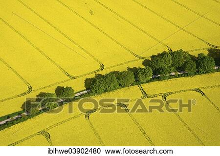 "Hedgerow landscape with fields of rape, aerial view, Schleswig-Holstein, Germany, Europe" View Large Photo Image Stock Image - "Hedgerow landscape with fields of rape, aerial view, Schleswig-Holstein, Germany, Europe". Fotosearch