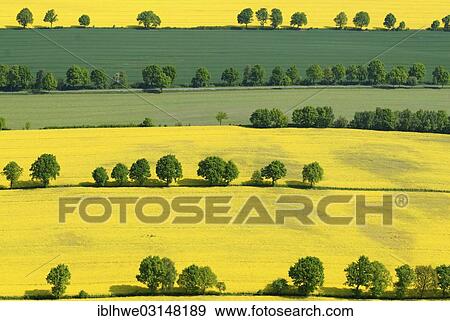 "Hedgerow landscape with fields of rapeseed, Schleswig Holstein, Trittau, Schleswig-Holstein, Germany, Europe" View Large Photo Image Stock Photo - "Hedgerow landscape with fields of rapeseed, Schleswig Holstein, Trittau, Schleswig-Holstein, Germany, Europe". Fotosearch