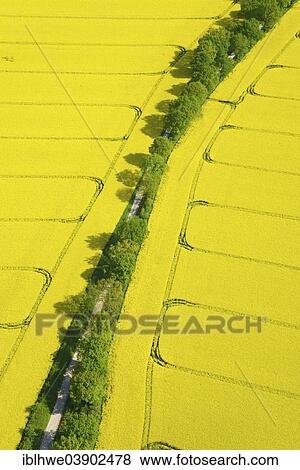 "Hedgerow landscape with fields of rape, aerial view, Schleswig-Holstein, Germany, Europe" View Large Photo Image Stock Photo - "Hedgerow landscape with fields of rape, aerial view, Schleswig-Holstein, Germany, Europe". Fotosearch