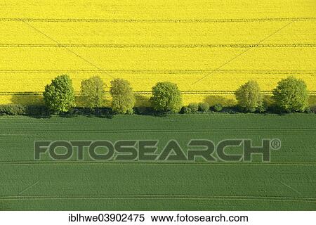 "Hedgerow landscape with fields of rape, aerial view, Schleswig-Holstein, Germany, Europe" View Large Photo Image Stock Photography - "Hedgerow landscape with fields of rape, aerial view, Schleswig-Holstein, Germany, Europe". Fotosearch