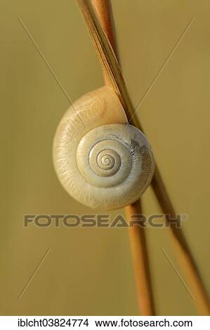 "Helicid Snail or Carthusian Snail (Monacha cartusiana), North Rhine-Westphalia, Germany, Europe" View Large Photo Image Picture - "Helicid Snail or Carthusian Snail (Monacha cartusiana), North Rhine-Westphalia, Germany, Europe". Fotosearch