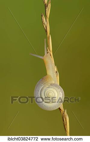 "Helicid Snail or Carthusian Snail (Monacha cartusiana), North Rhine-Westphalia, Germany, Europe" View Large Photo Image Stock Image - "Helicid Snail or Carthusian Snail (Monacha cartusiana), North Rhine-Westphalia, Germany, Europe". Fotosearch