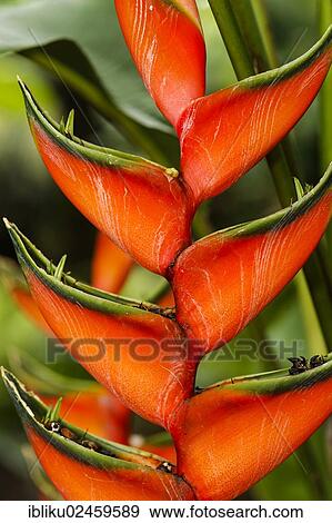 "Heliconia (Heliconia sp. ), Basse Terre, Guadeloupe, France, North America" View Large Photo Image Stock Photo - "Heliconia (Heliconia sp. ), Basse Terre, Guadeloupe, France, North America". Fotosearch