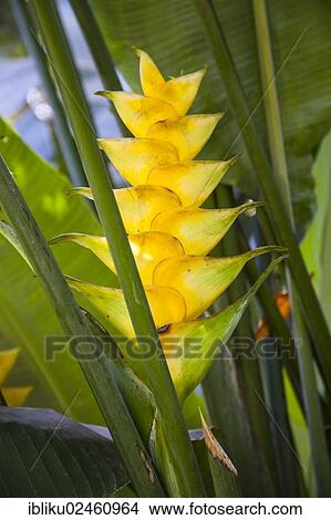 "Heliconia, lobster-claws, wild plantains or false bird-of-paradise (Heliconia sp. ), Guadeloupe, Lesser Antilles, Caribbean, North America" View Large Photo Image Picture - "Heliconia, lobster-claws, wild plantains or false bird-of-paradise (Heliconia sp. ), Guadeloupe, Lesser Antilles, Caribbean, North America". Fotosearch