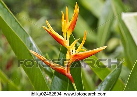 "Heliconia, Parrot's Beak, Parakeet Flower or false bird-of-paradise (Heliconia psittacorum), Guadeloupe, Lesser Antilles, Caribbean, North America" View Large Photo Image Picture - "Heliconia, Parrot's Beak, Parakeet Flower or false bird-of-paradise (Heliconia psittacorum), Guadeloupe, Lesser Antilles, Caribbean, North America". Fotosearch