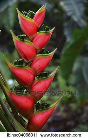 "Heliconie (Heliconia wagneriana), flower, Reunion, Africa" View Large Photo Image Stock Image - "Heliconie (Heliconia wagneriana), flower, Reunion, Africa". Fotosearch