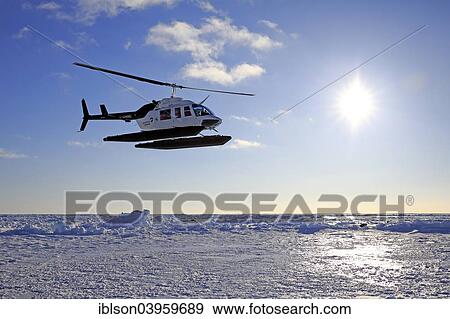 "Helicopter trip to watch Harp Seals or Saddleback Seals, pack ice, Magdalen Islands, Gulf of Saint Lawrence, Quebec, Canada, North America" View Large Photo Image Stock Photo - "Helicopter trip to watch Harp Seals or Saddleback Seals, pack ice, Magdalen Islands, Gulf of Saint Lawrence, Quebec, Canada, North America". Fotosearch