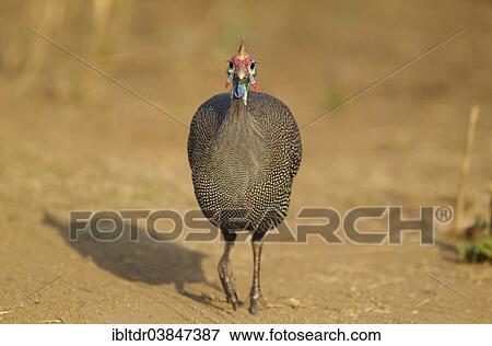 "Helmeted Guineafowl (Numida meleagris), Sunset Dam, Kruger National Park, South Africa, Africa" View Large Photo Image Stock Photo - "Helmeted Guineafowl (Numida meleagris), Sunset Dam, Kruger National Park, South Africa, Africa". Fotosearch