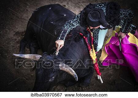 "Helper killing the bull with the """"puntilla"""", bullfighting, El Barco de Avila, Avila, Spain, Europe" View Large Photo Image Stock Photo - "Helper killing the bull with the """"puntilla"""", bullfighting, El Barco de Avila, Avila, Spain, Europe". Fotosearch