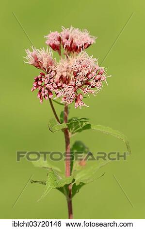 "Hemp-agrimony (Eupatorium cannabinum), North Rhine-Westphalia, Germany, Europe" View Large Photo Image Stock Photograph - "Hemp-agrimony (Eupatorium cannabinum), North Rhine-Westphalia, Germany, Europe". Fotosearch