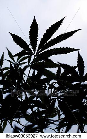 "Hemp, Cannabis (Cannabis sativa), leaves backlit" View Large Photo Image Stock Photo - "Hemp, Cannabis (Cannabis sativa), leaves backlit". Fotosearch