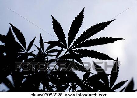 "Hemp, Cannabis (Cannabis sativa), leaves backlit" View Large Photo Image Stock Photo - "Hemp, Cannabis (Cannabis sativa), leaves backlit". Fotosearch