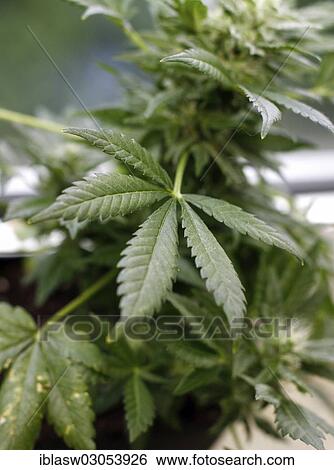 "Hemp, Cannabis (Cannabis sativa), leaves" View Large Photo Image Stock Photograph - "Hemp, Cannabis (Cannabis sativa), leaves". Fotosearch