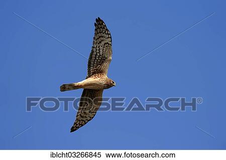Stock Photography - "Hen Harrier or Northern Harrier (Circus hudsonius, Circus cyaneus hudsonius), female, in flight, Florida, United States, North America". Fotosearch