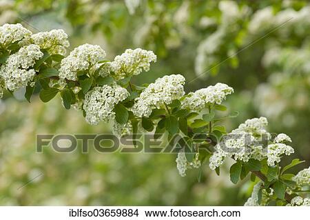 Picture - "Henry's Spiraea (Spiraea henryi), blooming, native to China, Thuringia, Germany, Europe". Fotosearch