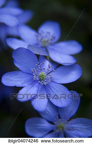 Hepatica (Anemone hepatica) View Large Photo Image Stock Photograph - Hepatica (Anemone hepatica). Fotosearch