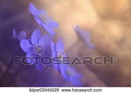 "Hepatica (Hepatica nobilis), Absam, Tyrol, Austria, Europe" View Large Photo Image Stock Photo - "Hepatica (Hepatica nobilis), Absam, Tyrol, Austria, Europe". Fotosearch