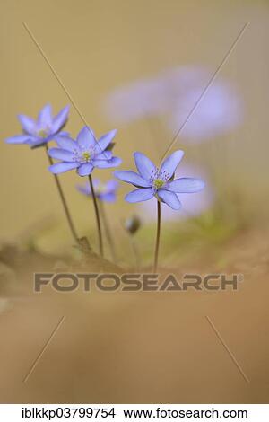 "Hepatica (Hepatica nobilis), Czech Republic, Europe" View Large Photo Image Picture - "Hepatica (Hepatica nobilis), Czech Republic, Europe". Fotosearch