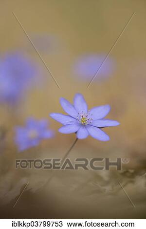 "Hepatica (Hepatica nobilis), Czech Republic, Europe" View Large Photo Image Stock Image - "Hepatica (Hepatica nobilis), Czech Republic, Europe". Fotosearch