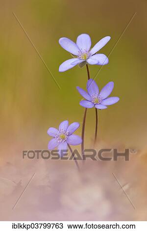 "Hepatica (Hepatica nobilis), Czech Republic, Europe" View Large Photo Image Stock Image - "Hepatica (Hepatica nobilis), Czech Republic, Europe". Fotosearch