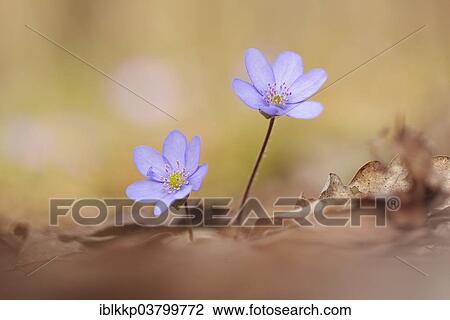 "Hepatica (Hepatica nobilis), Czech Republic, Europe" View Large Photo Image Stock Image - "Hepatica (Hepatica nobilis), Czech Republic, Europe". Fotosearch