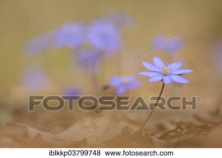 Stock Photo - "Hepatica (Hepatica nobilis), Czech Republic, Europe". Fotosearch
