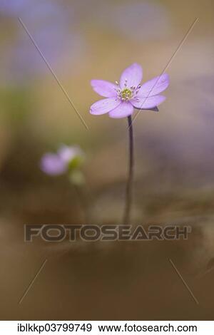 "Hepatica (Hepatica nobilis), Czech Republic, Europe" View Large Photo Image Stock Photo - "Hepatica (Hepatica nobilis), Czech Republic, Europe". Fotosearch
