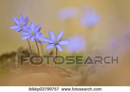 "Hepatica (Hepatica nobilis), Czech Republic, Europe" View Large Photo Image Stock Photo - "Hepatica (Hepatica nobilis), Czech Republic, Europe". Fotosearch
