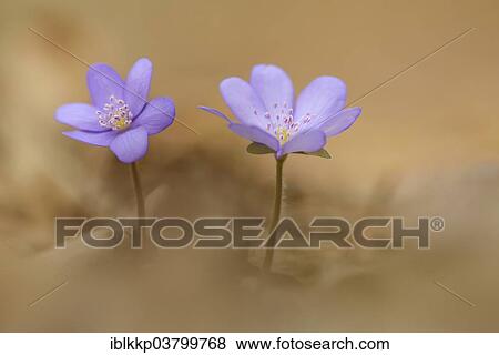 "Hepatica (Hepatica nobilis), Czech Republic, Europe" View Large Photo Image Stock Photo - "Hepatica (Hepatica nobilis), Czech Republic, Europe". Fotosearch