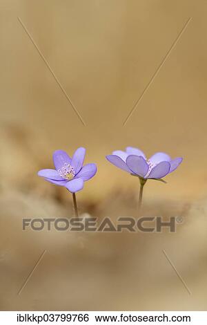 "Hepatica (Hepatica nobilis), Czech Republic, Europe" View Large Photo Image Stock Photograph - "Hepatica (Hepatica nobilis), Czech Republic, Europe". Fotosearch