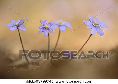 "Hepatica (Hepatica nobilis), Czech Republic, Europe" View Large Photo Image Stock Photography - "Hepatica (Hepatica nobilis), Czech Republic, Europe". Fotosearch