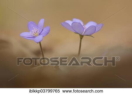 "Hepatica (Hepatica nobilis), Czech Republic, Europe" View Large Photo Image Stock Photography - "Hepatica (Hepatica nobilis), Czech Republic, Europe". Fotosearch