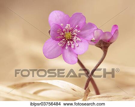"Hepatica (Hepatica nobilis) in Pink, Kufstein District, North Tirol, Tirol, Austria, Europe" View Large Photo Image Picture - "Hepatica (Hepatica nobilis) in Pink, Kufstein District, North Tirol, Tirol, Austria, Europe". Fotosearch