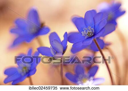 "Hepatica (Hepatica nobilis), Tyrol, Austria, Europe" View Large Photo Image Stock Photography - "Hepatica (Hepatica nobilis), Tyrol, Austria, Europe". Fotosearch