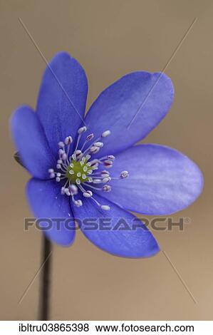 "Hepatica (Hepatica nobilis), Upper Austria, Austria, Europe" View Large Photo Image Stock Photo - "Hepatica (Hepatica nobilis), Upper Austria, Austria, Europe". Fotosearch