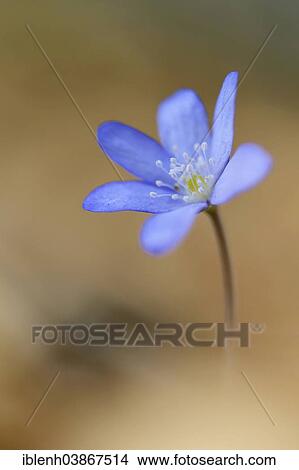 "Hepatica, Liverleaf or Liverwort (Hepatica nobilis), Jakobsberg Nature Reserve, North Rhine-Westphalia, Germany, Europe" View Large Photo Image Picture - "Hepatica, Liverleaf or Liverwort (Hepatica nobilis), Jakobsberg Nature Reserve, North Rhine-Westphalia, Germany, Europe". Fotosearch