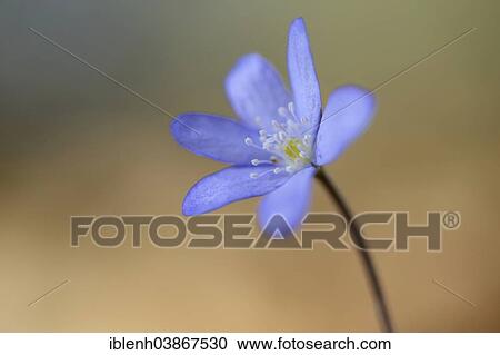 "Hepatica, Liverleaf or Liverwort (Hepatica nobilis), Jakobsberg Nature Reserve, North Rhine-Westphalia, Germany, Europe" View Large Photo Image Stock Image - "Hepatica, Liverleaf or Liverwort (Hepatica nobilis), Jakobsberg Nature Reserve, North Rhine-Westphalia, Germany, Europe". Fotosearch