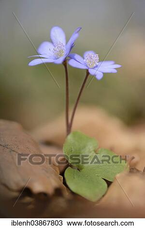Stock Image - "Hepatica, Liverleaf or Liverwort (Hepatica nobilis), Jakobsberg Nature Reserve, North Rhine-Westphalia, Germany, Europe". Fotosearch